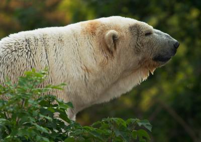 Polar Bear after swim