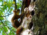 Red Squirrel and his Nut