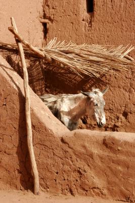 Ait Benhaddou Donkey