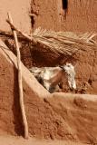 Ait Benhaddou Donkey