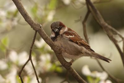 house sparrow 019.jpg
