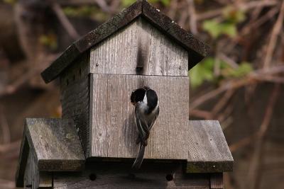 Nesting Chickadees