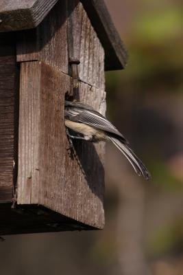 chickadee 034.jpg