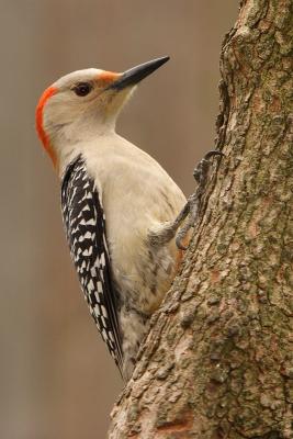 red-bellied woodpecker 002.jpg