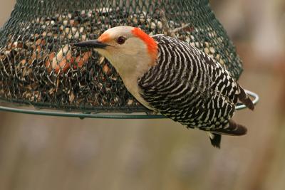 red-bellied woodpecker 003.jpg