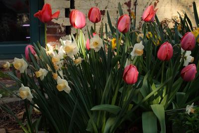 daffodils tulips 001.jpg