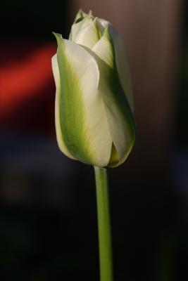green wave tulips 001.jpg