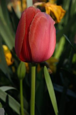 tulips 001.jpg