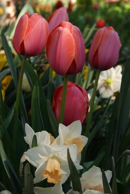 daffodils tulips 002.jpg