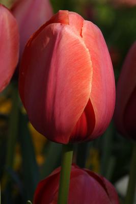 tulips 002.jpg