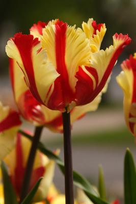 parrot tulips 001.jpg