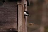 chickadee 035.jpg