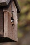 chickadee 036.jpg