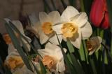 daffodils 001.jpg