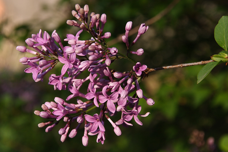 lilacs 001.jpg