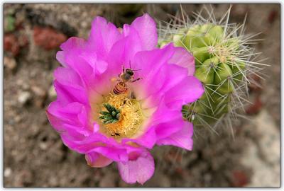 u18/billneve/medium/43144978.Cactus_Bee.jpg