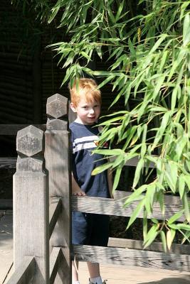 Jake entering Bamboo Forest