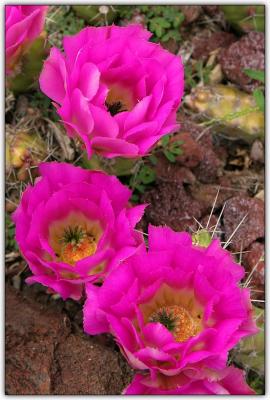 u18/billneve/medium/43144982.Pink_Blooms.jpg