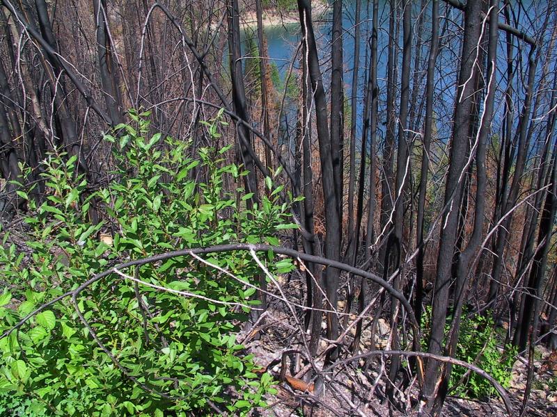 177-7747_IMG.JPG