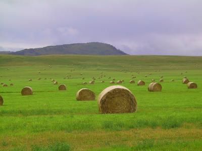 Montana 2004