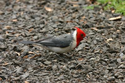 Red-crested Cardinal