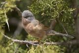 Silvia di Tristram (Sylvia deserticola) - Tristrams Warbler