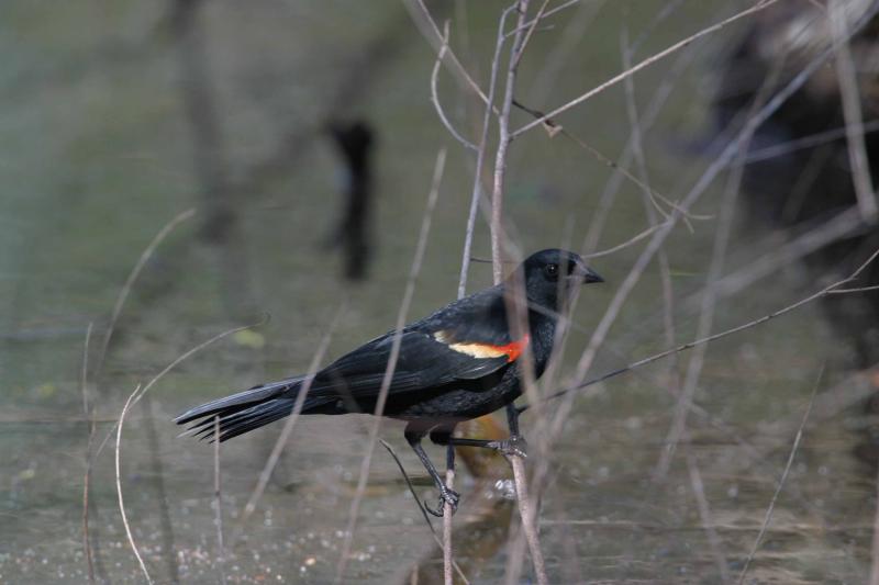 Red-Winged Blackbird