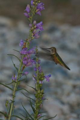 Broad-Tailed Hummingbird