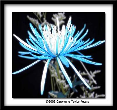 Blue pom pom 3