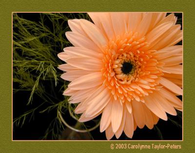 Re-arranged the flower, enhanced ....