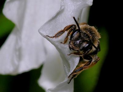 wBee Pollen2.jpg