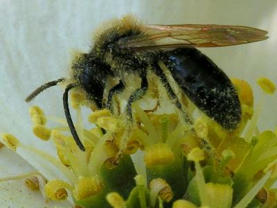 wBee Pollen1.jpg