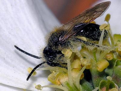 wBee Pollen3.jpg