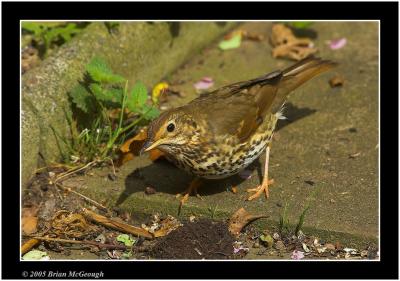 u18/bmcgeough/medium/42988902.thrush.jpg