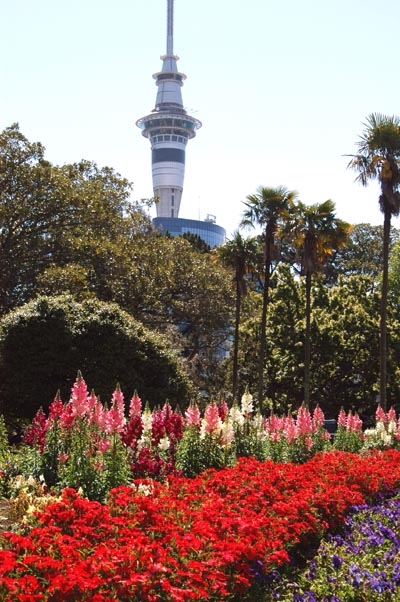 Flowers and the Auckland Sky Tower