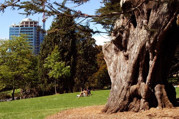 Albert Park, Auckland