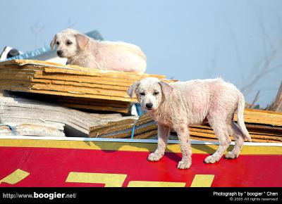 u18/boogier/medium/43044882.DSC_0331.jpg
