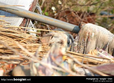 u18/boogier/medium/43046565.DSC_0364.jpg