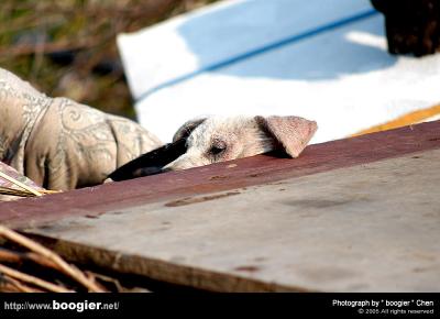 u18/boogier/medium/43059414.DSC_0388.jpg