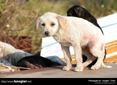 u18/boogier/medium/43100174.DSC_03571.jpg