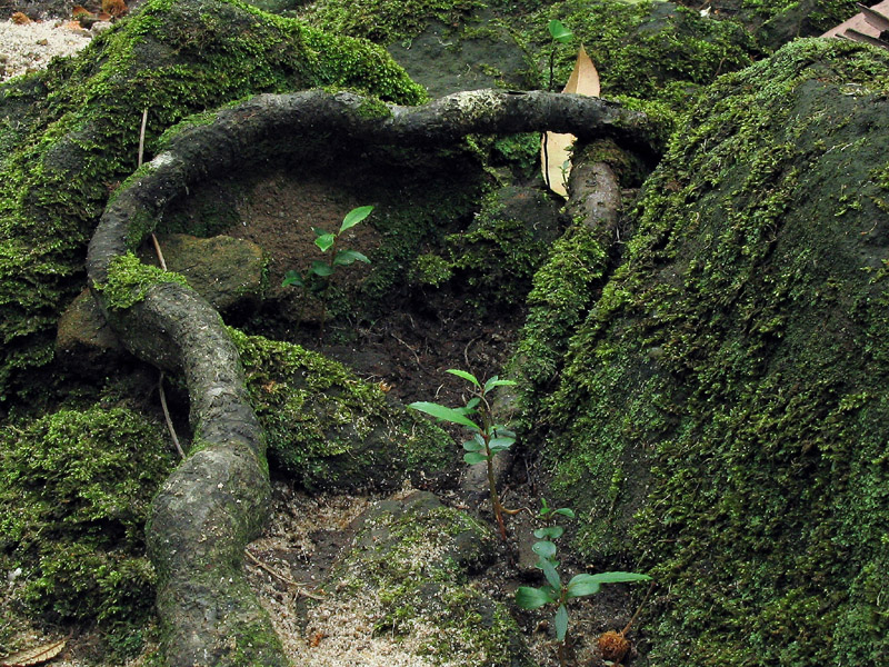 tree root