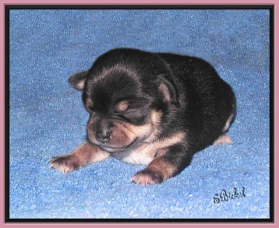 It's a Black and Tan Girl at One Week Old