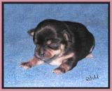 Its a Black and Tan Girl at One Week Old
