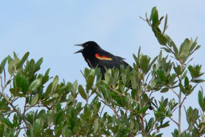 u18/bruce_miller/medium/42999999.RedWing1.jpg