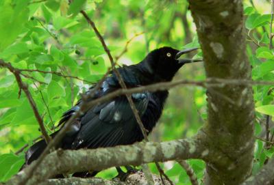 u18/bruce_miller/medium/43000356.Grackle.jpg