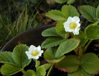 Strawberry blossoms