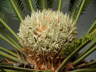 Palm flower opening up