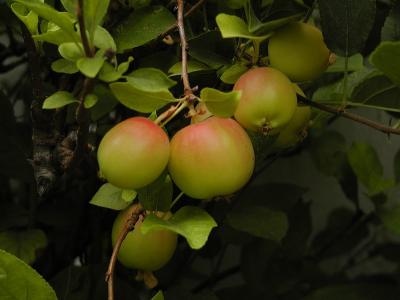 Crab Apples