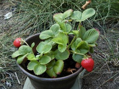 Ripe Strawberries