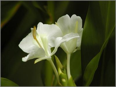 Ginger flowers
